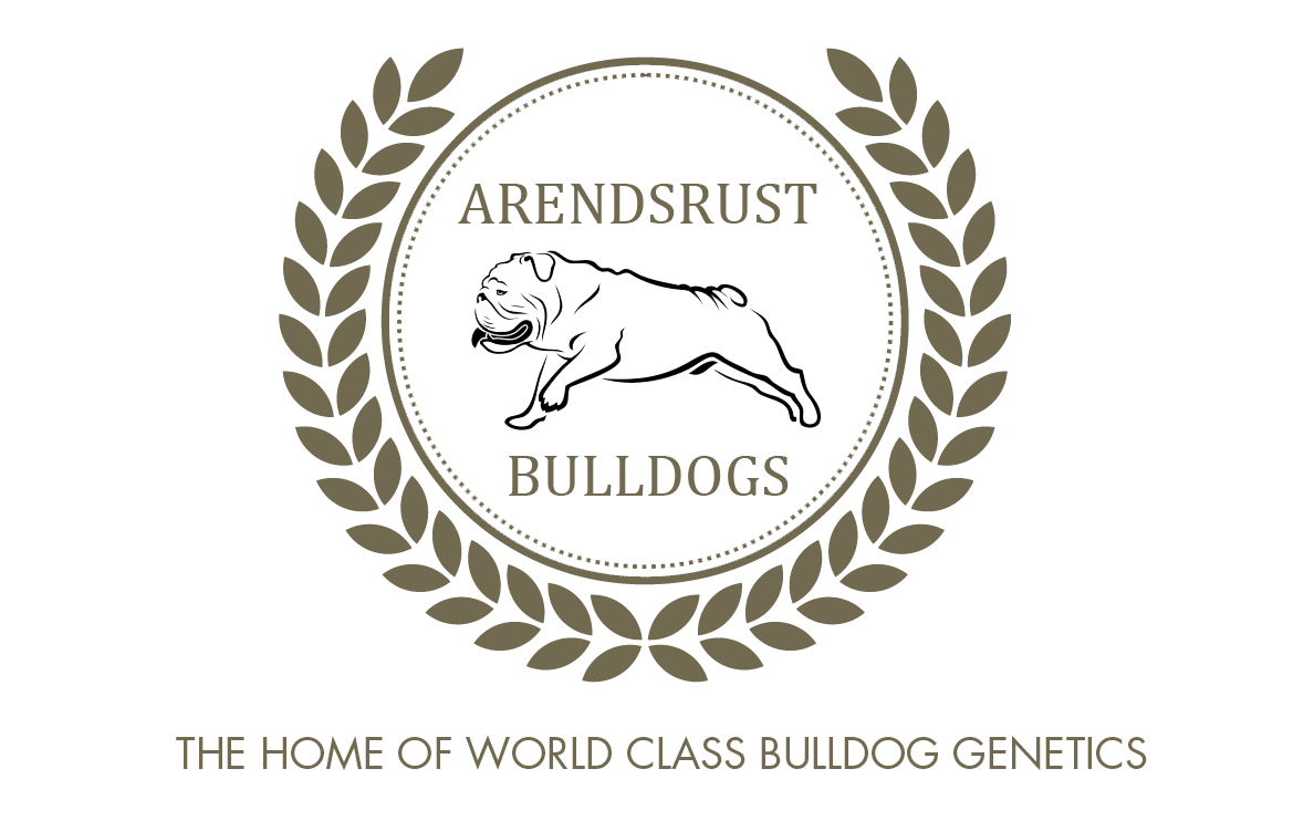 Arendsrust Bulldogs - Bulldog Puppies Cape Town